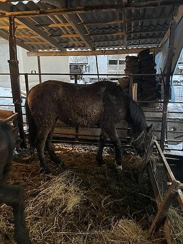 Индюки: Продаю | Жеребенок, Кобыла (самка) | Полукровка — 6