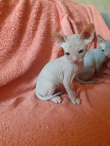 кошки сфинкс цена: Котята канадского сфинкса — 8