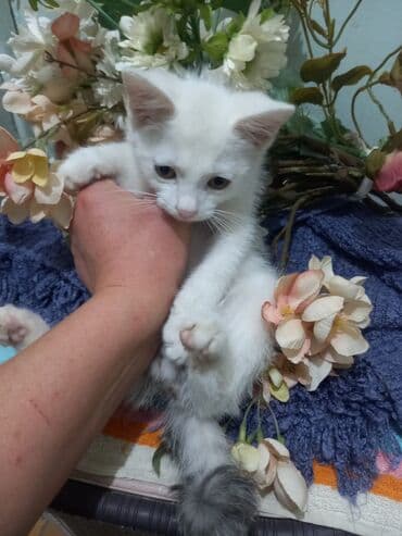 отдам котят в добрые руки бишкек: Отдам в добрые и заботливые руки чудесных котят! Нашим малышам уже 3–4 — 5