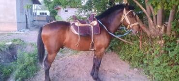 дома для кошек: Сатам | Жылкы (эркек) | Көбөйтүү үчүн, Ат спорту | Асыл тукумдуу — 2