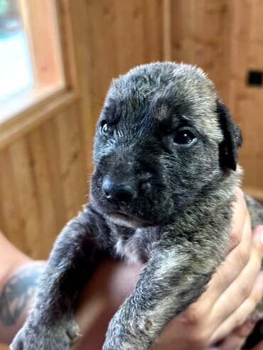 бульдоги: Щенки Канарского Дога (Presa Canario) С документами, прививками 8 — 49