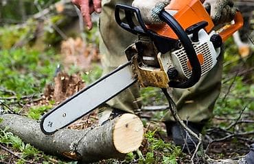 цветы в бишкеке: Уборка территории, Уход за деревьями — 3