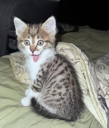 котенок 1 месяц: Кошка даром: Беспородная, 1 месяц, Мальчик, Приучена к лотку — 2