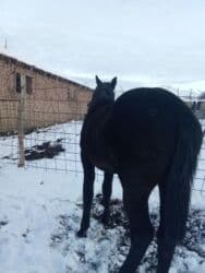 дом животных: Продаю | Жеребенок | Полукровка | На забой, Для разведения | Племенные — 1