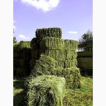 местный кукуруза: Сено в тюках из экспарцета (беде) - Плотное прессование, ровные — 1
