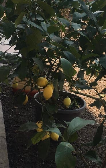 malina.kg продажа малины оптом в бишкеке новопокровка фото: Продается лимонное дерево с плодами и без, многолетние и молодые — 1