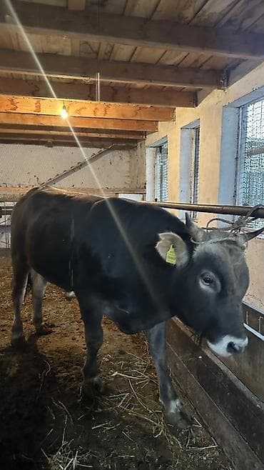 собака охотник: Продаю | Бык (самец) | На откорм | Привязанные — 2