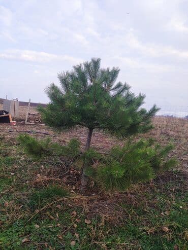 уголь каракече бешсары шабыркуль каражыра доставка бишкек купить фото: Саженцы деревьев: Сосны — 1