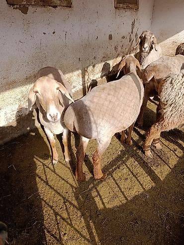 кара джигач: Продаю | Овца (самка) | Арашан | Для разведения | Матка — 2