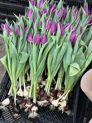 Тюльпаны оптом с луковицей, срез «на луковице» из теплицы - 30