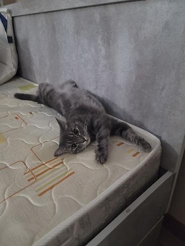 домашний животные: Кошка даром: Беспородная, 2 года, Девочка, Приучена к лотку — 7