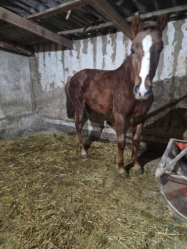 Собаки: Продаю | Жеребенок | Конный спорт — 4