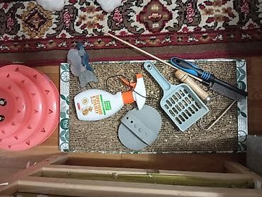 куплю конь: Отдаю кошку в хорошие руки, со всеми принадлежностями. кошка хорошая — 5