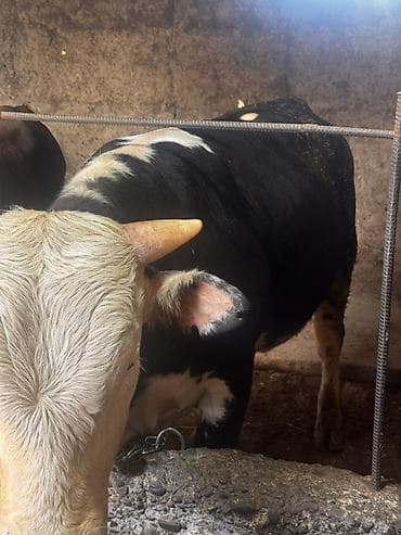 6 месяцев: Продаю | Бык (самец) | На откорм | Привязанные — 1