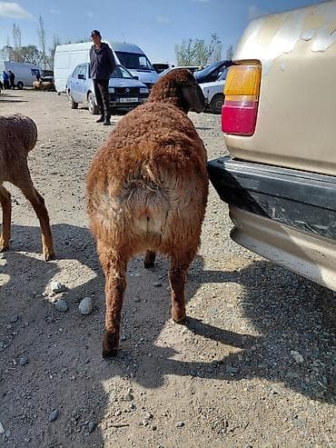 Продаю | Овца (самка) | Для разведения — 2