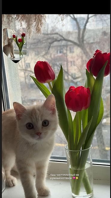 британский короткошерстный кот: Британская короткошёрстная, 6 месяцев, Мальчик, Приучена к лотку — 7