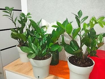 каланхоэ в горшке цена: Каланхоэ разноцветные 350 Традесканция — 6