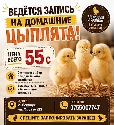 продаю курицы: Продаю | Цыплята | Бройлерная — 10