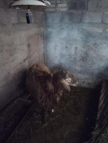 дакан товук: Продаю | Баран (самец) | Гиссарская | На забой | Осеменитель — 5