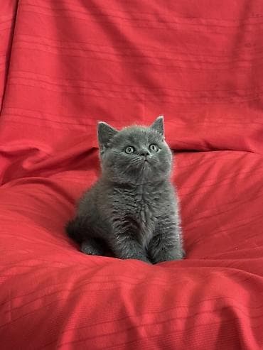 Скотиш Страйт (Шотландская прямоухая), 2 месяца, Мальчик, Серый, Приучена к лотку