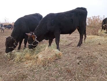 Иттер: Сатам | Бука (эркек) | Аргын | Бордоп семиртүү үчүн | Байланган — 4
