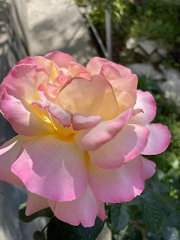 Розы at lalafo.kg Розы