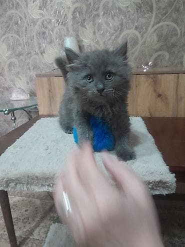 двухчубые голуби цена: Котята домашние, пушистые и игривые. - Окрас: серый дымчатый — 2