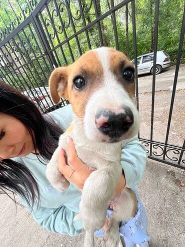 щенки белгийскоц овчарки: Ит бекер берилет: 2 айлык, Эркек — 25