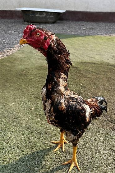Продаю | Петух | Бойцовая | Для разведения