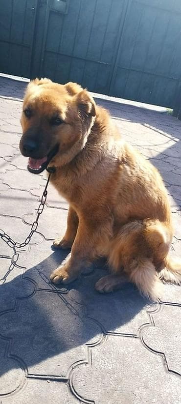 🔴 ПРОПАЛА СОБАКА ДЖИНА🔴 Убежала в районе новопавловки 11.02.26 утром