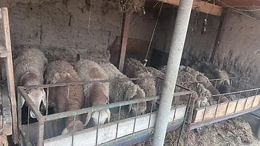 Ветеринар кызматы: Сатам | Кочкор (эркек) | Арашан | Көбөйтүү үчүн | Асыл тукумдуу, Жасалма жол менен боозутуу — 4