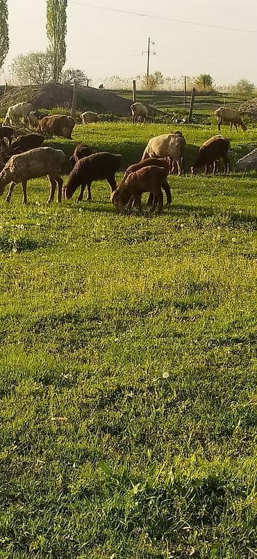 продаю баранов: Продаю | Овца (самка) | Для разведения — 3