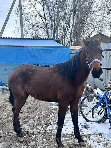 бойка эр: Сатам | Байтал | Жумушка | Мерин — 6