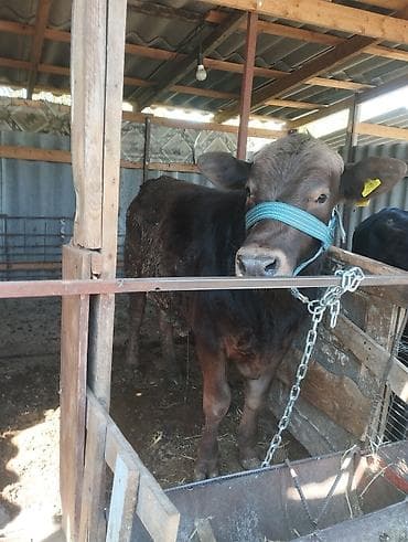 быки продажа: Продаю | Бык (самец) | Полукровка | На откорм | Привязанные — 1