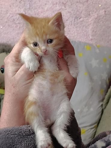 продажа котиков: Кошка даром: Беспородная, 1 месяц, Девочка, Приучена к лотку — 3