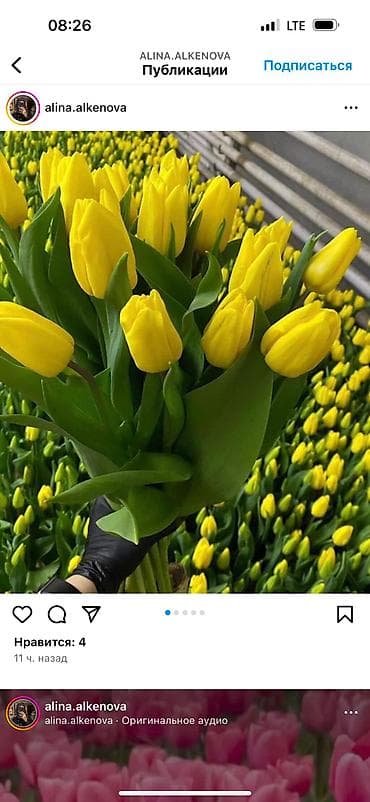 декоративные цветы бишкек: Принимаю заказы тюльпанов!Самые яркие,сочные цвета,более 15 видов — 4