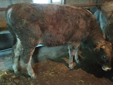 Айыл-чарба жаныбарлары: Сатам | Бука (эркек) | Аргын | Бордоп семиртүү үчүн | Байланган — 2