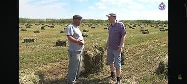 Сено в тюках (луговое/полевое) - Заготовлено в рулонах малого формата