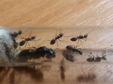 Животные: Продаю колонию муравьев camponotus japonicus — 1