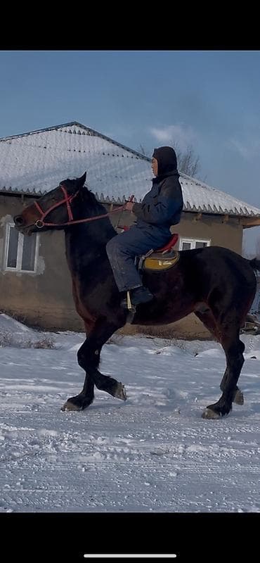 Продаю | Конь (самец) | Рабочий