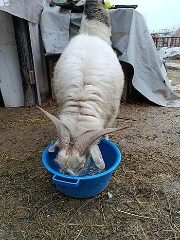 Продаю | Козёл (самец) | Для разведения | Осеменитель