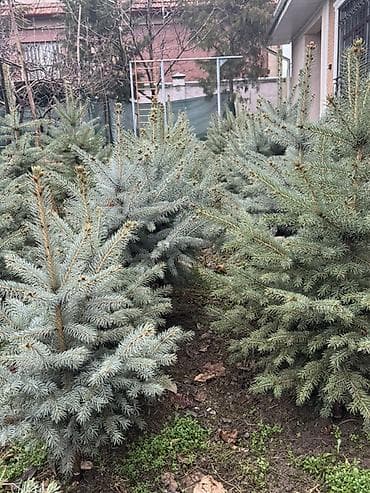 дереву: Саженцы деревьев: Ели — 4