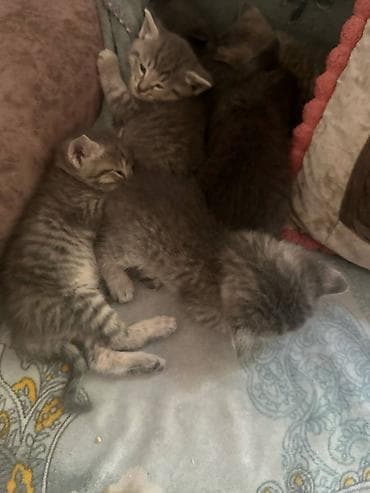 black cat: Котята серого окраса Описание: - Очаровательные котята с мягкой — 5