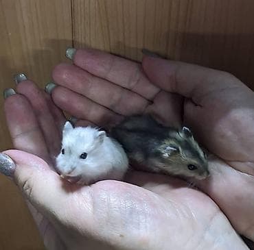 Декоративные кролики: Продаются хомячки джунгарские, сирийские, ангорские пушистые хомячки — 10