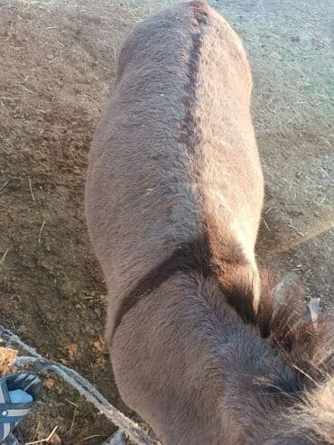 показы 1 354 72 договорная кошка даром британская короткошёрстная 1 год мальчик метис 2 позвонить написать: Осёл (домашнее животное) - Порода/тип: серый осёл с характерной — 1