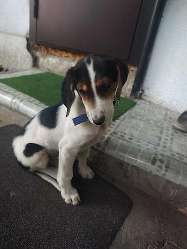 охотничи собака: Щенок породы гончая (типичный окрас триколор: бело‑черно‑рыжий) — 1