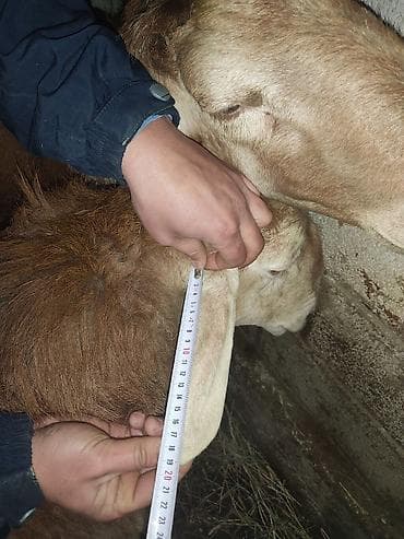 сколько стоит шиншилла маленькая: Продаю | Баран (самец) | Арашан | Для разведения — 6