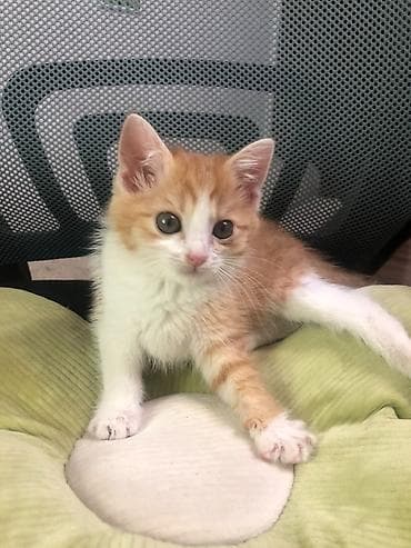 манчкин котенок: Отдам котенка в добрые руки. Мальчик 3 месяца — 2