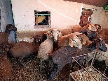 продаю баран красная речка: Продаю | Овца (самка), Баран (самец) | На забой — 5