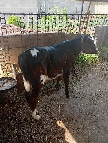 кукуруза красная речка: Продаю | Бык (самец) | На откорм — 1